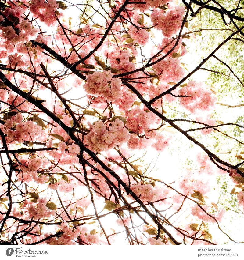 pollen flight Colour photo Exterior shot Deserted Morning Day Light Shadow Contrast Sunlight Back-light Nature Plant Spring Beautiful weather Tree Blossom