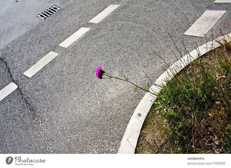 Flower and street/slight return Colour photo Exterior shot Deserted Copy Space left Copy Space right Copy Space top Copy Space middle Day Plant Summer Blossom