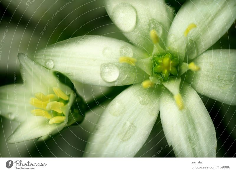 in the garden Colour photo Subdued colour Exterior shot Macro (Extreme close-up) Deserted Copy Space left Copy Space top Blur Shallow depth of field