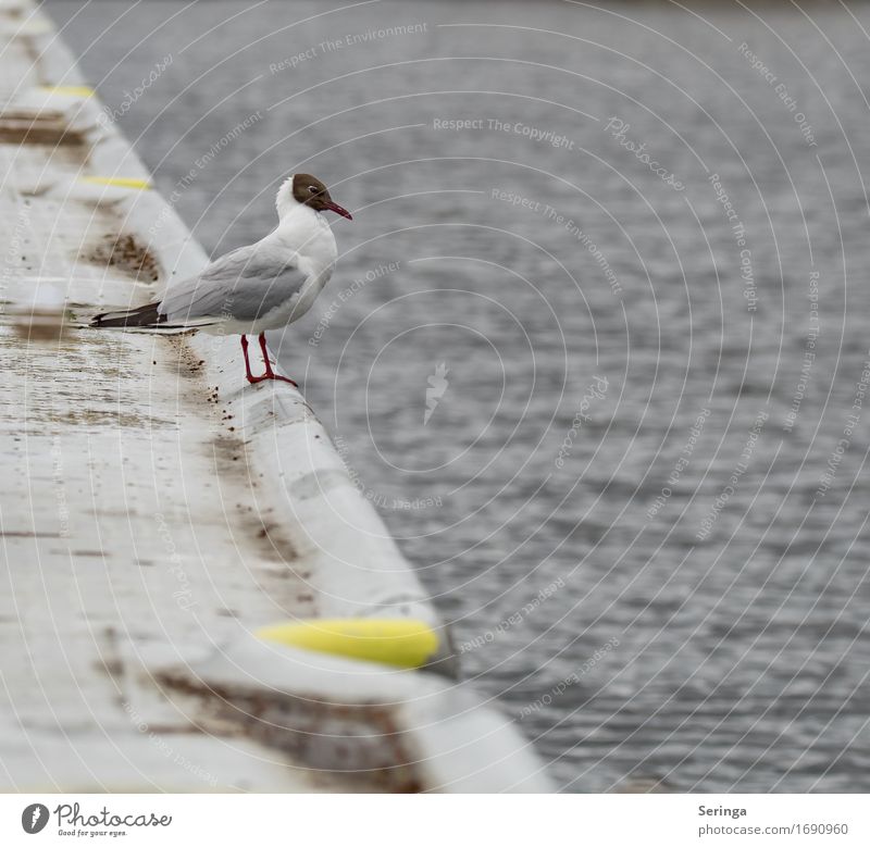 at the morning gymnastics Animal Wild animal Bird Animal face Wing Claw 1 Observe Flying Seagull Gull birds Seagull droppings Colour photo Multicoloured