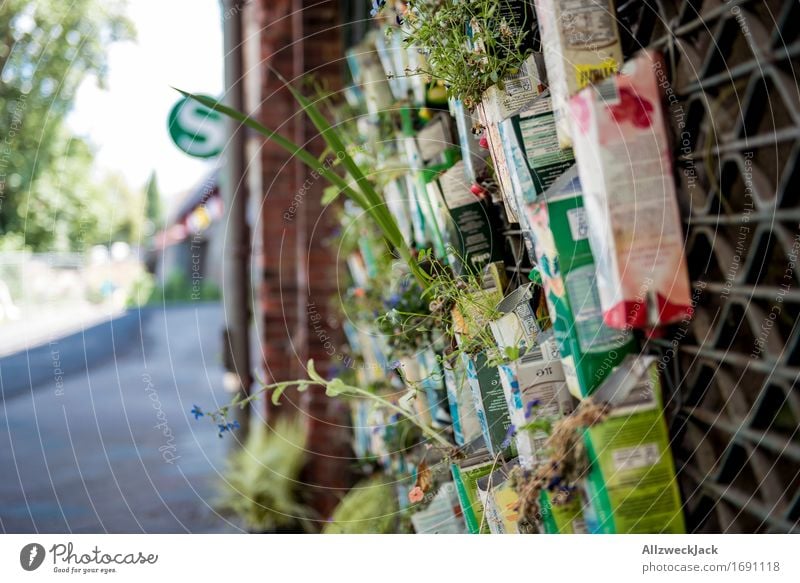 Urban Gardening II Plant Flower Foliage plant Berlin Wall (barrier) Wall (building) Hip & trendy Town Nature tetrapak beverage carton Pot plant Improvise