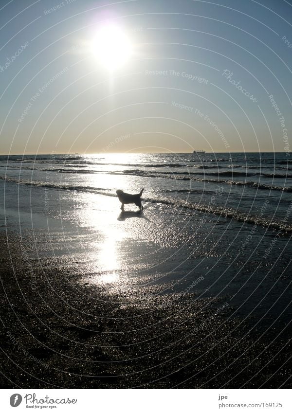 A beautiful dog life Colour photo Exterior shot Copy Space top Copy Space bottom Evening Shadow Silhouette Reflection Sunlight Sunbeam Back-light Freedom Beach