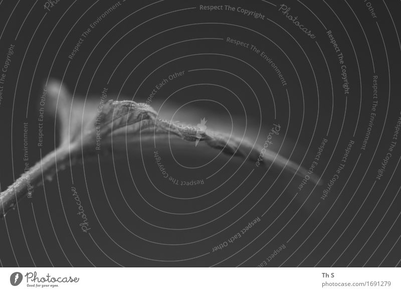 leaf Nature Plant Spring Summer Leaf Esthetic Authentic Simple Elegant Natural Gray Serene Patient Calm Uniqueness Abstract Harmonious Black & white photo