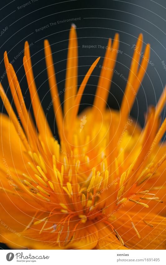 Macro shot of a yellow troll flower against a black background Globeflower stamen Flower Blossom Orange Black carpels Crowfoot plants Blossoming Garden Park