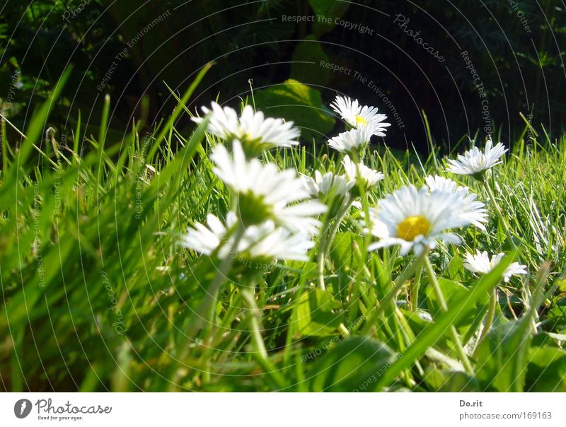 some flowers for Sara Daisy Flower Meadow Natural Juicy Beautiful Spring fever Society Life Joie de vivre (Vitality) Purity Pure Accumulation Multiple