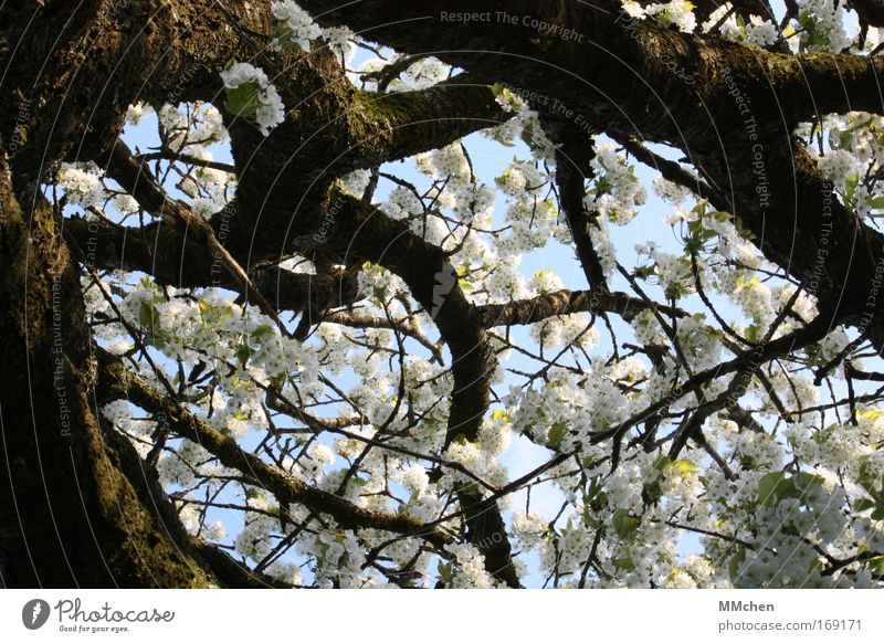 Picnic under the cherry tree Colour photo Exterior shot Food Fruit Environment Nature Climate Tree Meadow Fragrance Brown White Anticipation Serene Patient Calm