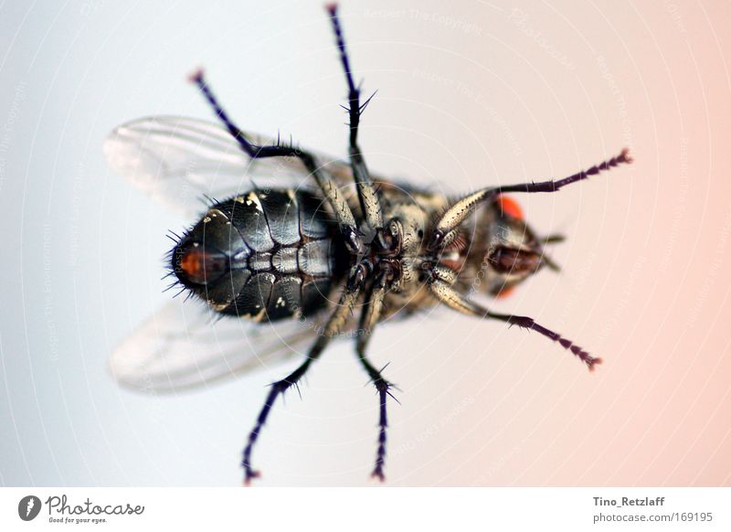 bow tie Colour photo Macro (Extreme close-up) Fly Wing 1 Animal Flying Crawl Sit Love of animals Discover glimpses underbody mightily