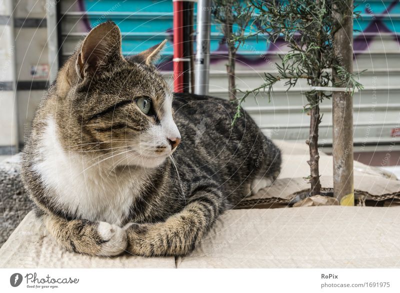 Istanbul streetcat Freedom Sightseeing City trip Painter Subculture Environment Nature Turkey Asia Old town House (Residential Structure) Facade Pet Cat