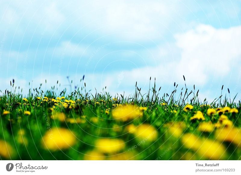 Summer meadow2 Colour photo Exterior shot Day Sunlight Worm's-eye view Environment Nature Landscape Sky Clouds Spring Beautiful weather Plant Grass