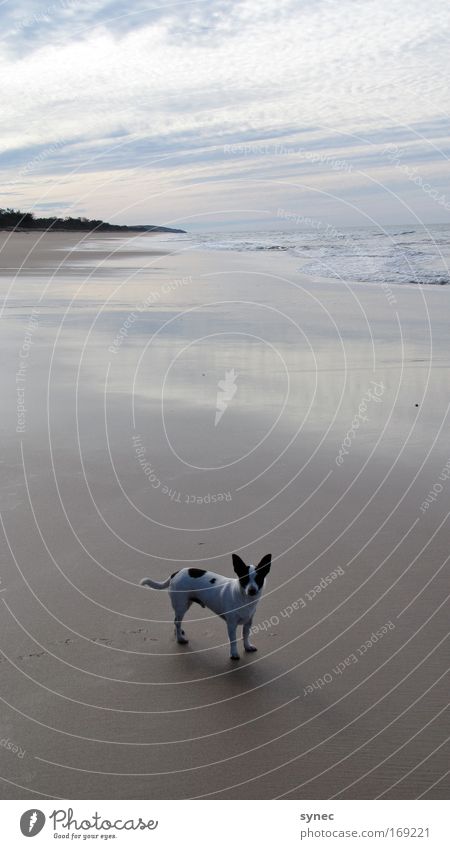 Not alone Colour photo Exterior shot Deserted Copy Space top Copy Space middle Day Twilight Shadow Reflection Looking Looking into the camera Playing Nature