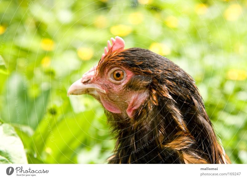 Friend or foe? Pet Farm animal Looking Crest Beak Eyes Observe Fix Meadow Motionless Watchfulness wattles Poultry Barn fowl floor maintenance Nature