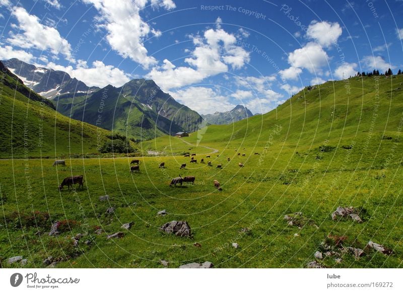 alpine pasture Colour photo Exterior shot Day Wide angle Environment Nature Landscape Plant Animal Earth Clouds Horizon Sun Sunlight Summer Beautiful weather