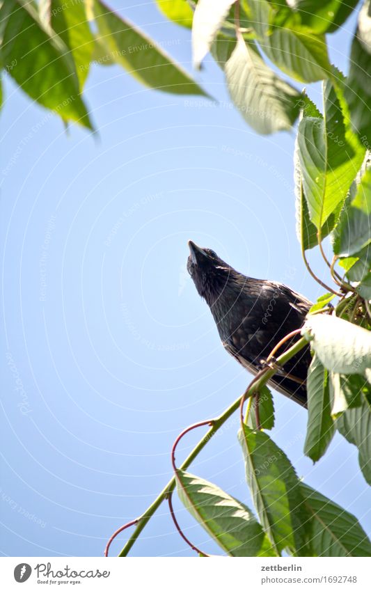 Bird from the worm's-eye view Blackbird Worm's-eye view Sky Cherry tree Beak Looking Sit Copy Space Summer Leaf Thief Theft To feed Candy Eyes Animal portrait