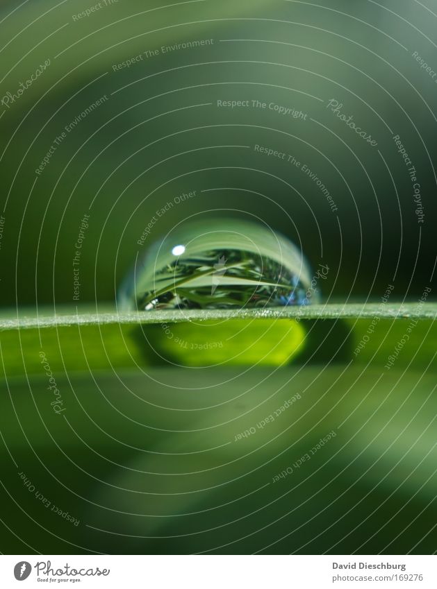 Nature in the tear Colour photo Close-up Detail Macro (Extreme close-up) Structures and shapes Copy Space top Copy Space bottom Day Shadow Contrast Plant Water