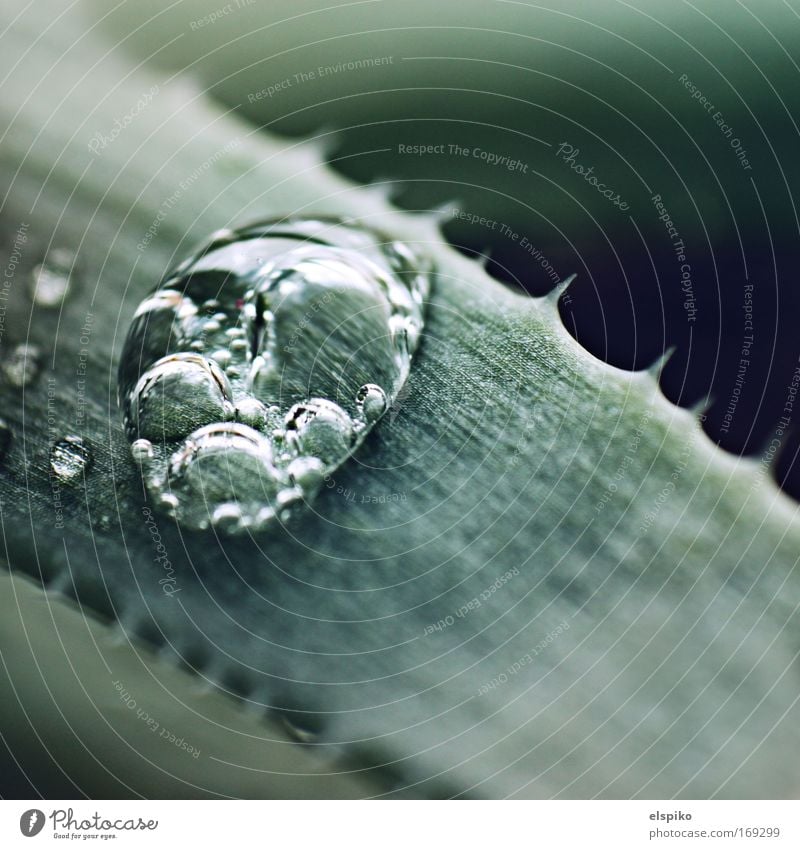 Blister II Colour photo Interior shot Close-up Detail Macro (Extreme close-up) Deserted Day Shadow Shallow depth of field Water Drops of water Mineral water