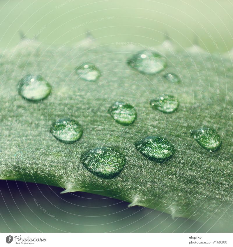 Blister III Colour photo Close-up Detail Macro (Extreme close-up) Deserted Day Shadow Sunlight Shallow depth of field Water Drops of water Esthetic Near Juicy