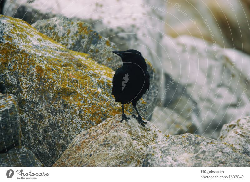 Animals in America [2] Raven birds Crow Bird USA Americas National Park Flying Freedom Black Stony Rock Wait Sit Beak Feather Wing Looking Loneliness Individual