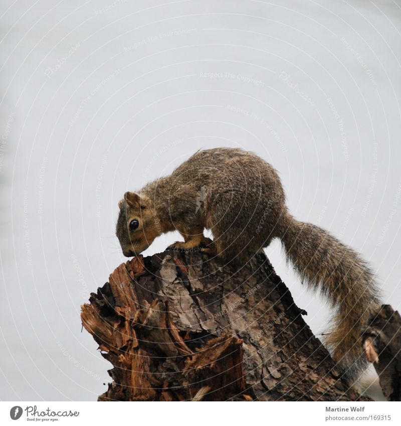 oregon squirrel Vacation & Travel Trip Nature Animal Bad weather Wild animal Squirrel 1 Wood Curiosity Cute Brown Gray Colour photo Subdued colour Multicoloured