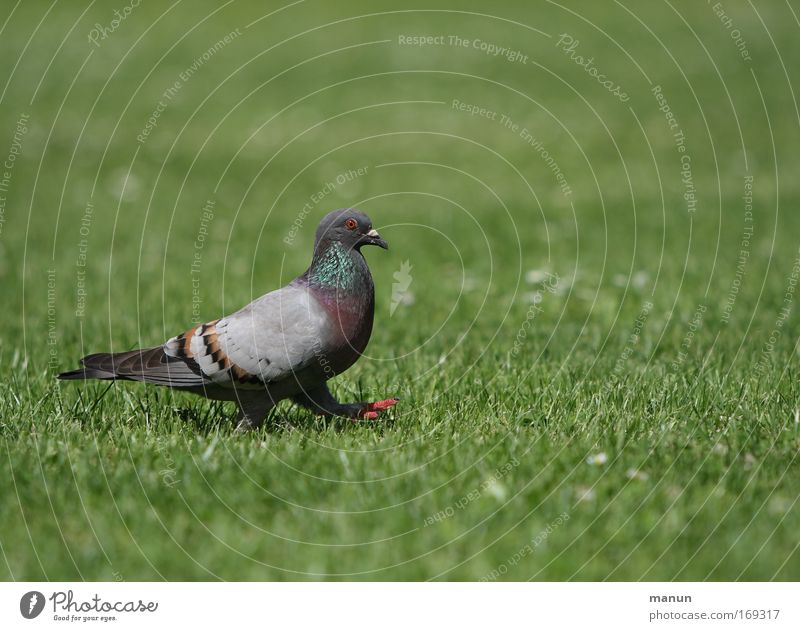 a walk in the park Colour photo Subdued colour Exterior shot Deserted Copy Space right Copy Space top Copy Space bottom Copy Space middle Neutral Background Day