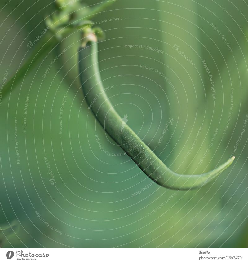 Garden beans green, crooked and healthy garden bean runner bean Beans green beans French beans Food Vegetable organic Organic August Nutrition Agricultural crop