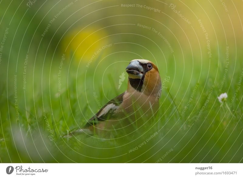 hawfinch Animal Flower Grass Garden Park Meadow Wild animal Bird Hawfinch 1 Looking Esthetic Brash Curiosity Brown Multicoloured Yellow Green Orange Black