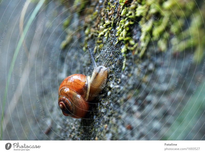 upward Environment Nature Plant Animal Elements Earth Summer Moss Snail 1 Small Near Wet Natural Brown Gray Green Snail shell Crawl Stone wall Slimy Smoothness