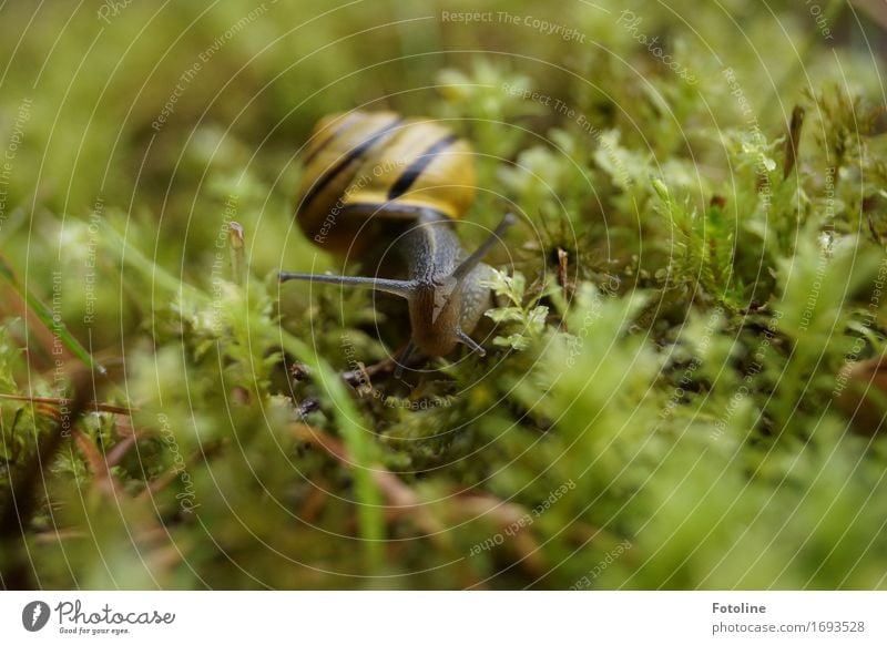 creep up Environment Nature Plant Animal Summer Grass Moss Garden Park Meadow Snail 1 Small Near Wet Natural Yellow Green Snail shell Slimy Crawl Feeler Stripe