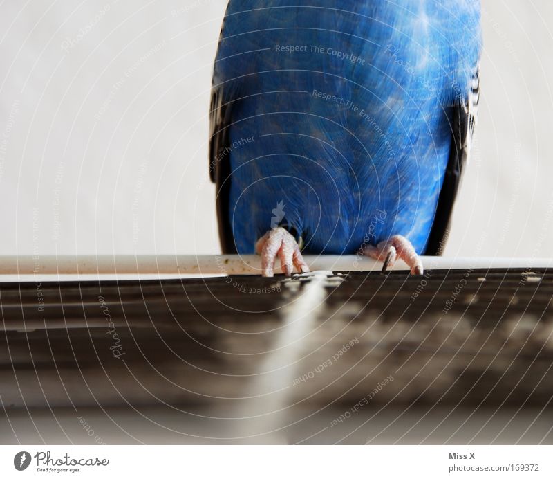 Parakeet Incognito Colour photo Multicoloured Interior shot Close-up Copy Space left Shallow depth of field Animal Pet Bird Zoo 1 Flying Sit Thin Brash Blue