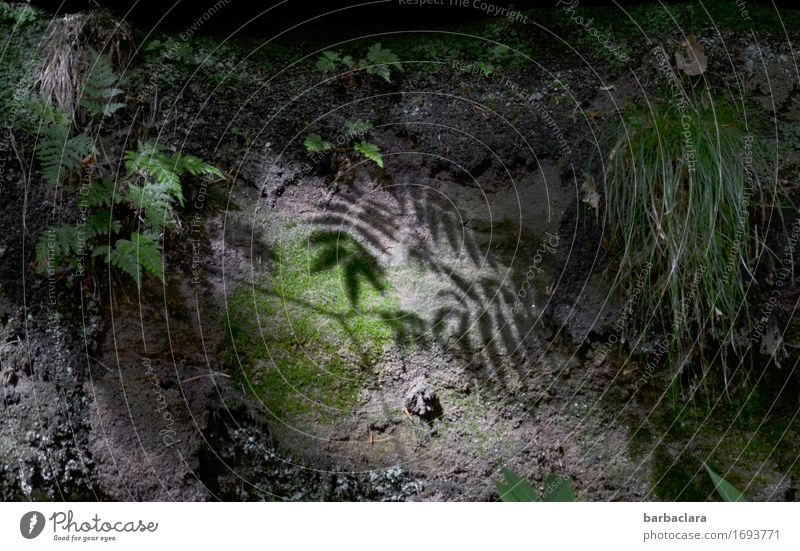 The dark side | of nature Nature Plant Earth Fern Field Forest Dark Bright Green Moody Environment Subdued colour Exterior shot Detail Pattern