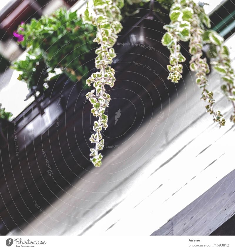 condescendingly Plant Leaf Foliage plant Window box Droop Geranium Balcony Hang Growth Under Brown Green Colour photo Exterior shot Deserted Copy Space bottom