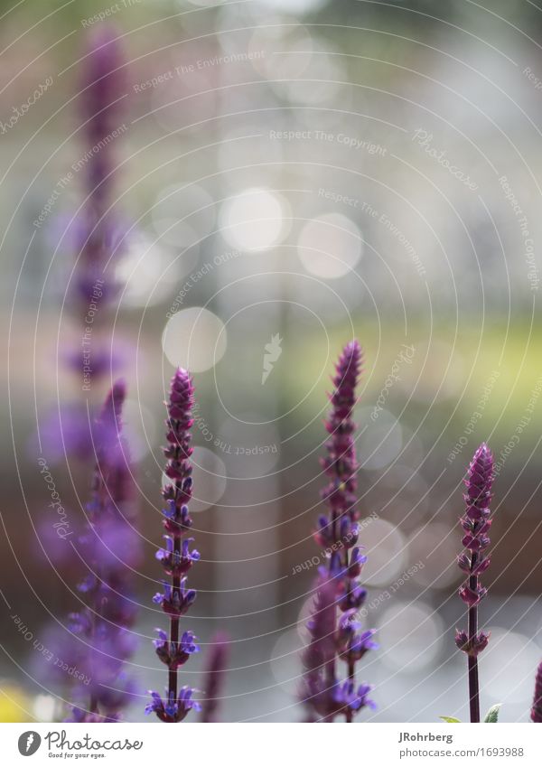 Sage (flowering) in front of fountain Nature Plant Summer Flower Blossom Breathe Blossoming To enjoy Vacation & Travel Free Happy Beautiful Violet Joy