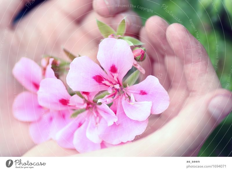 summer flowers Lifestyle Beautiful Wellness Senses Meditation Summer Garden Decoration Hand Fingers Environment Nature Spring Plant Flower Geranium Blossom