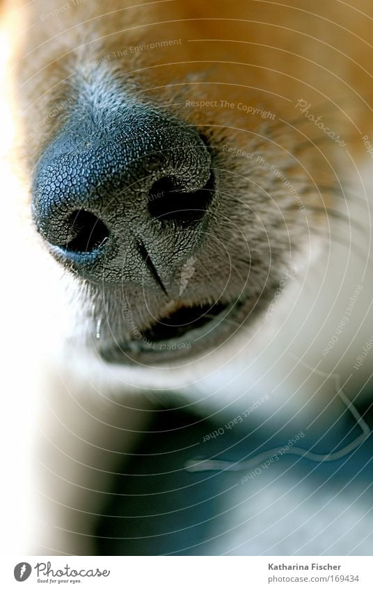 Come on, get closer. Animal Pet Dog 1 Brown Black White Dog's snout Nostril Close-up dog beard hairs Deserted Snout Nose Beard hair Pelt Herding dog Friendship