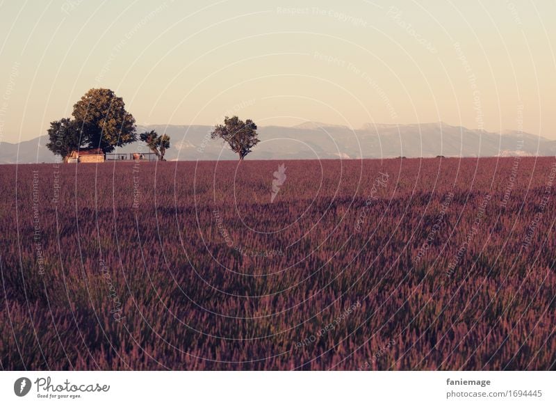 Plateau de Valensole Nature Landscape Hot Lavender field Landscape format Violet Dusk Provence Blossoming Fragrance summer dream Summer Summery Southern France