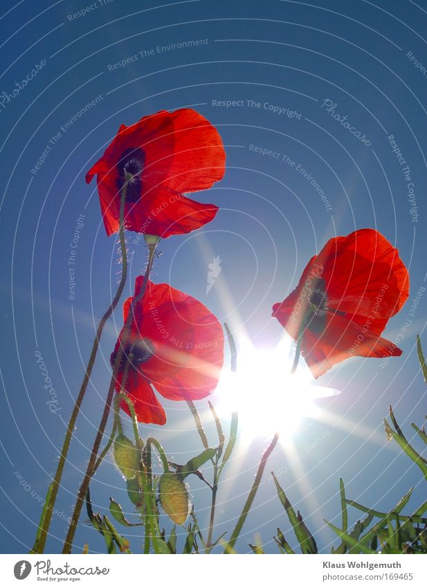 3 corn poppy flowers papaver swaying in summer wind against sunny sky Colour photo Multicoloured Exterior shot Morning Flash photo Light Sunlight Sunbeam