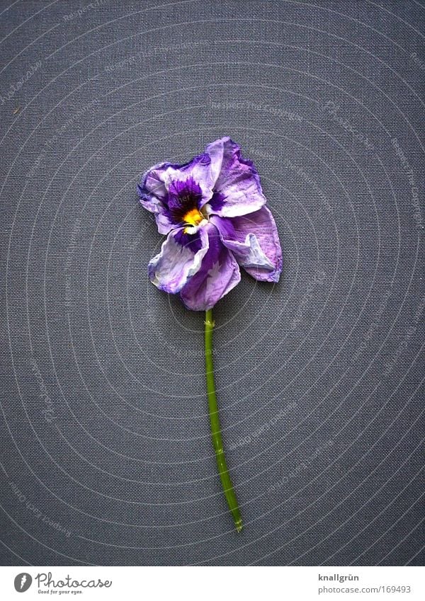 Withered Colour photo Studio shot Close-up Deserted Copy Space left Copy Space right Copy Space top Neutral Background Plant Flower Blossom Pansy Blue Yellow