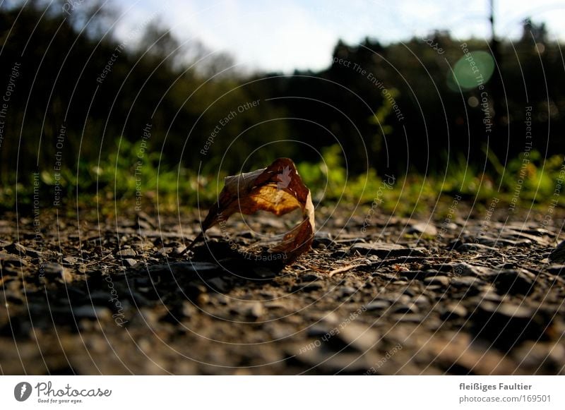 leaf Colour photo Exterior shot Deserted Copy Space left Copy Space right Copy Space top Copy Space bottom Day Shadow Contrast Sunlight Blur