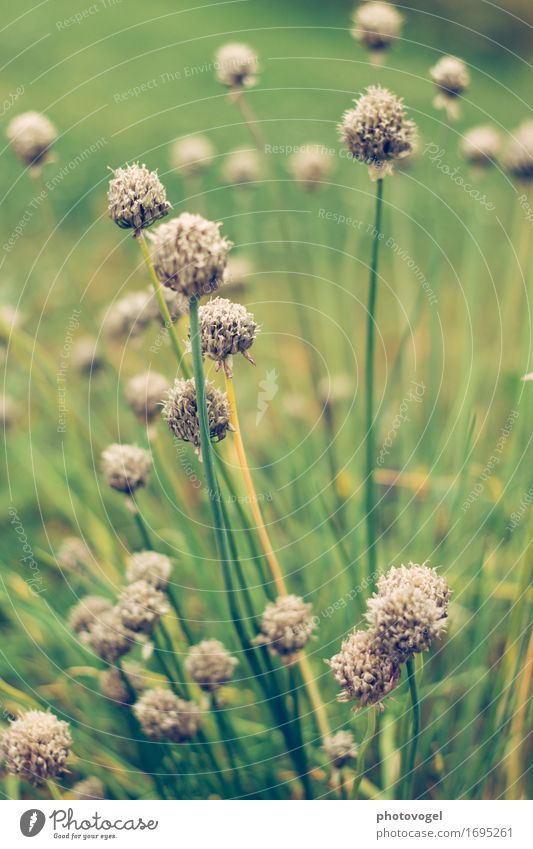 Chives Nature Plant Flower Grass Bushes Meadow Fresh Beautiful Green Joy Happy Happiness Contentment Joie de vivre (Vitality) Spring fever Colour photo