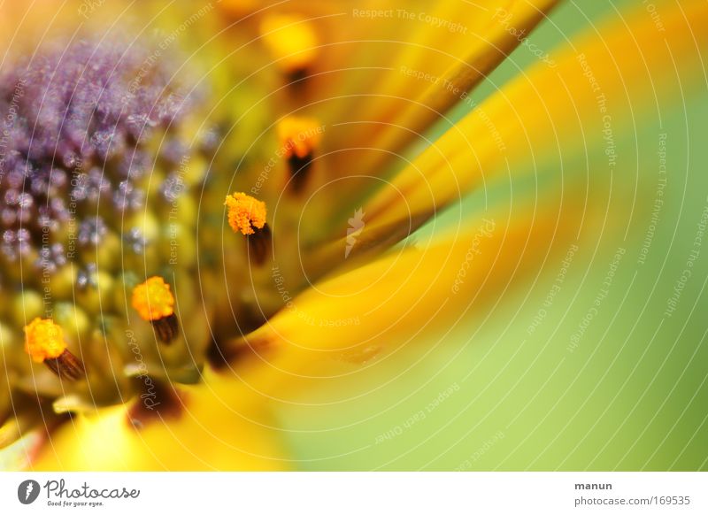 soft flower Colour photo Multicoloured Exterior shot Close-up Detail Macro (Extreme close-up) Experimental Abstract Pattern Structures and shapes