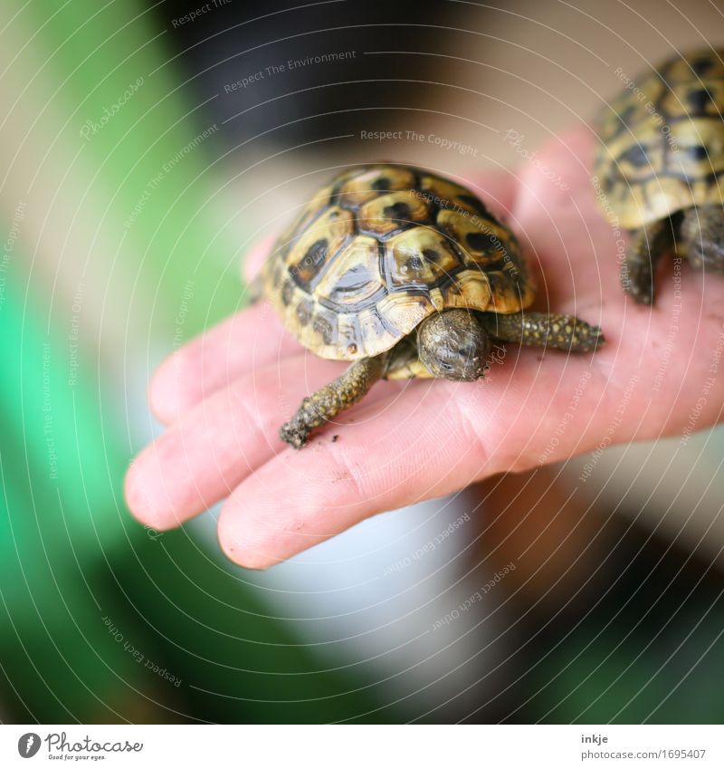 Greek tortoise children Hand Palm of the hand Animal Pet Tortoise Turtle Tortoise-shell 1 2 Pair of animals Baby animal To hold on Exceptional Small Protection