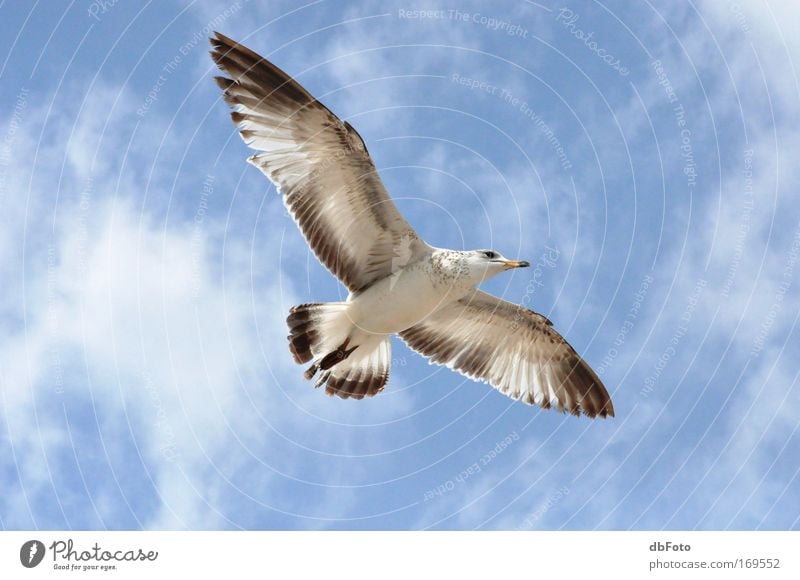 gliding flight Colour photo Exterior shot Aerial photograph Day Animal Wild animal Bird seagull Florida Sailing 1 Flying Glide