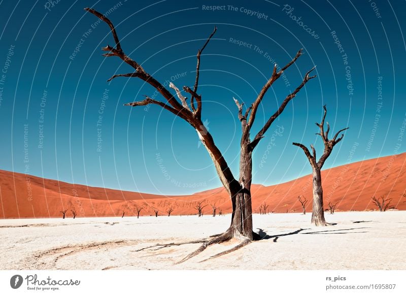 Dead Vlei II Elements Sand Sky Desert Namib desert Esthetic Exceptional Famousness Beautiful Endurance Perturbed Nature Surrealism Death Survive Decline