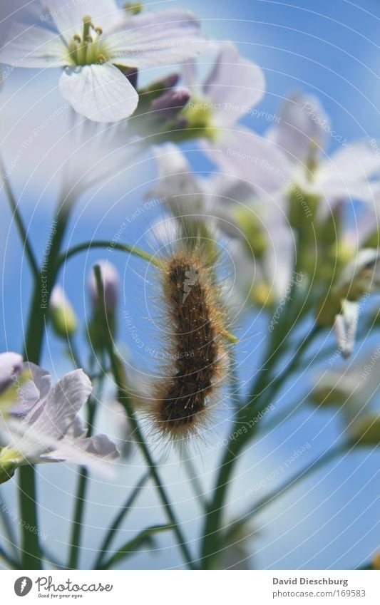 butterfly caterpillar Colour photo Close-up Macro (Extreme close-up) Structures and shapes Day Contrast Animal portrait Nature Landscape Plant Sky Spring Summer