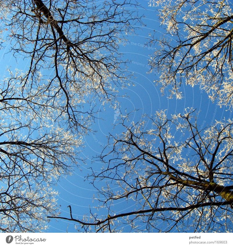 Sheaaf cold? Sky Ice Frost Tree Forest Freeze Cold Blue White Winter Colour photo Exterior shot Deserted Day Worm's-eye view Upward