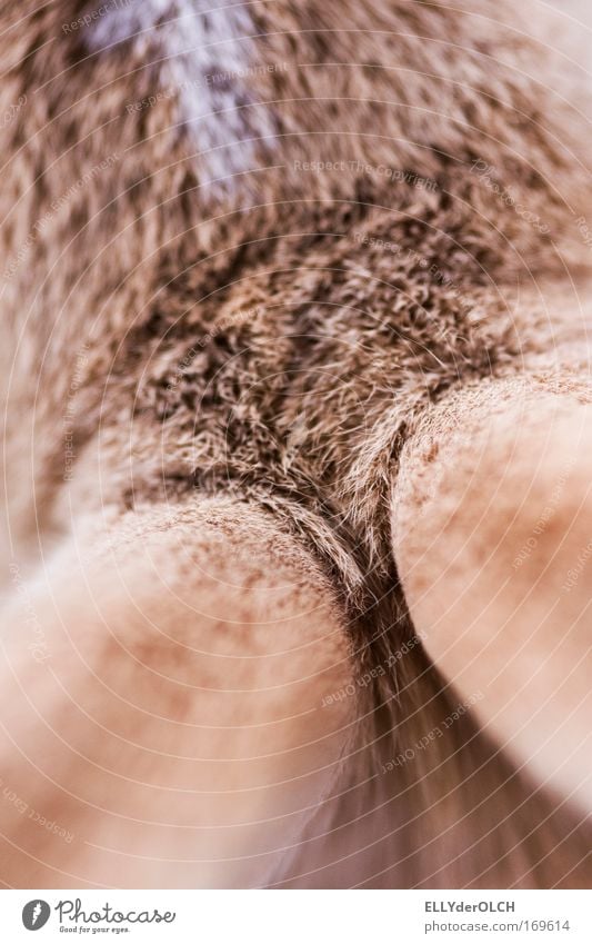 Can you hear me?! Colour photo Exterior shot Detail Experimental Copy Space top Shallow depth of field Bird's-eye view Pelt Pet Hare & Rabbit & Bunny 1 Animal