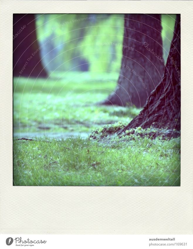 park Colour photo Multicoloured Exterior shot Close-up Polaroid Deserted Day Environment Nature Landscape Spring Beautiful weather Plant Tree Grass Park Meadow