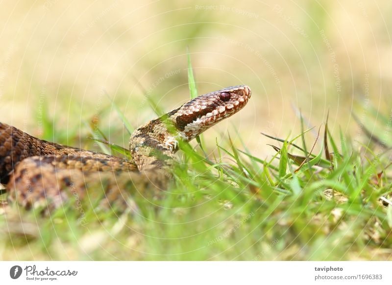 close up of european common adder Woman Adults Environment Nature Animal Snake Natural Wild Brown Dangerous vipera Reptiles venomous European berus Viper