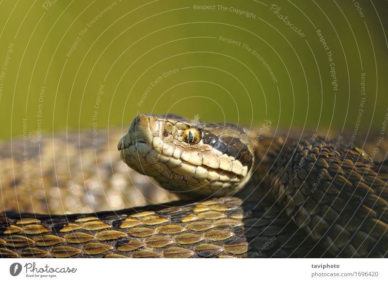 macro portrait of vipera ursinii Beautiful Woman Adults Nature Animal Meadow Snake Small Wild Brown Fear Dangerous head Nightmare European Shot rakosiensis