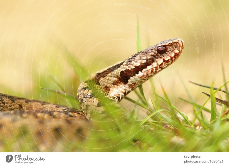 macro shot of european common adder Beautiful Skin Woman Adults Nature Animal Wild animal Snake Brown Protection Dangerous poisonous Viper wildlife Reptiles