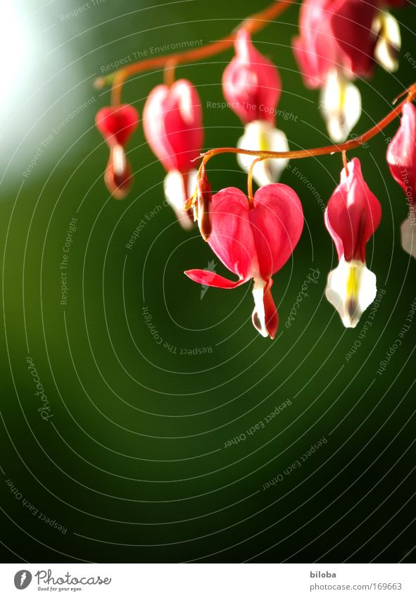 woman's heart Colour photo Multicoloured Exterior shot Close-up Detail Deserted Copy Space left Copy Space bottom Sunlight Back-light Blur Worm's-eye view